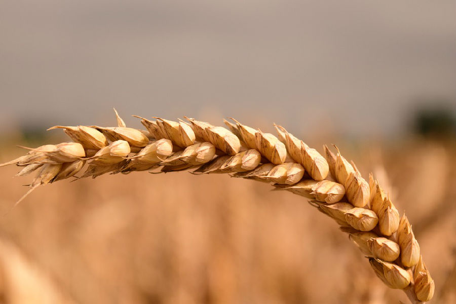 wheat-1541336_960_720.jpg