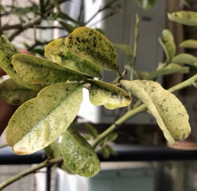 cwsgk6et6ex9mynces.png cwsgk6et6ex9mynces.png