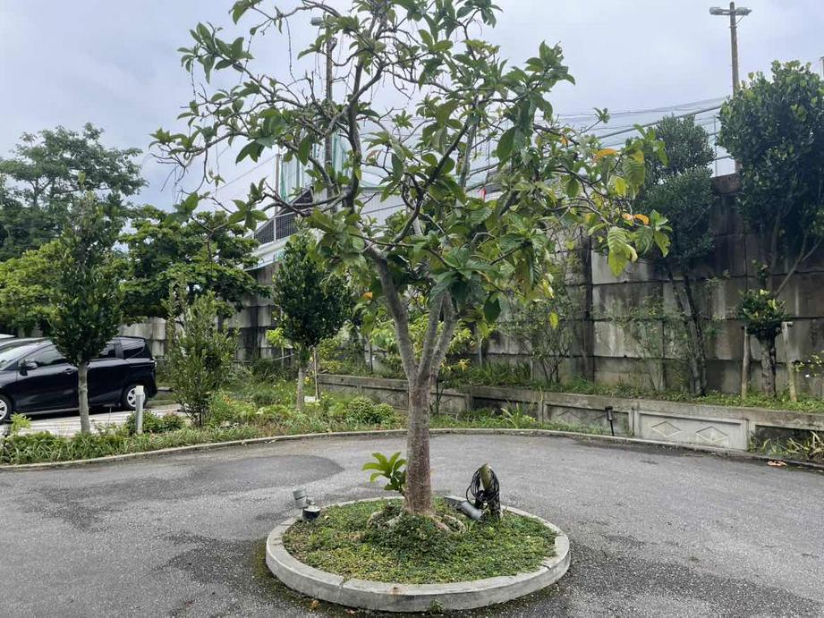 树（拍摄：基督时报/舒念）