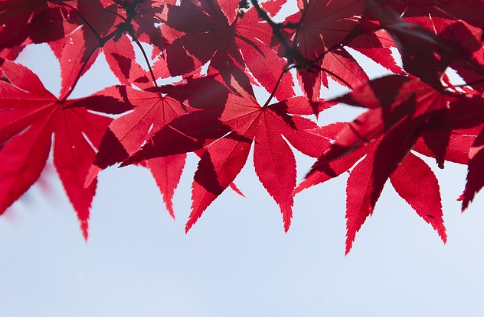 配图:pixabay.com